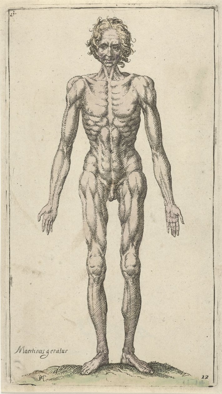 Tanulmány egy meztelen férfiról Anatómiai tanulmányok (sorozat címe) alkotó: Pieter Feddes van Harlingen