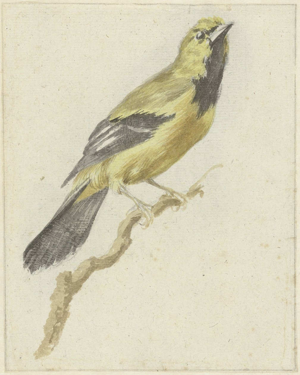 Sárga oriole (Icterus nigrogularis) alkotó: Pieter Gevers