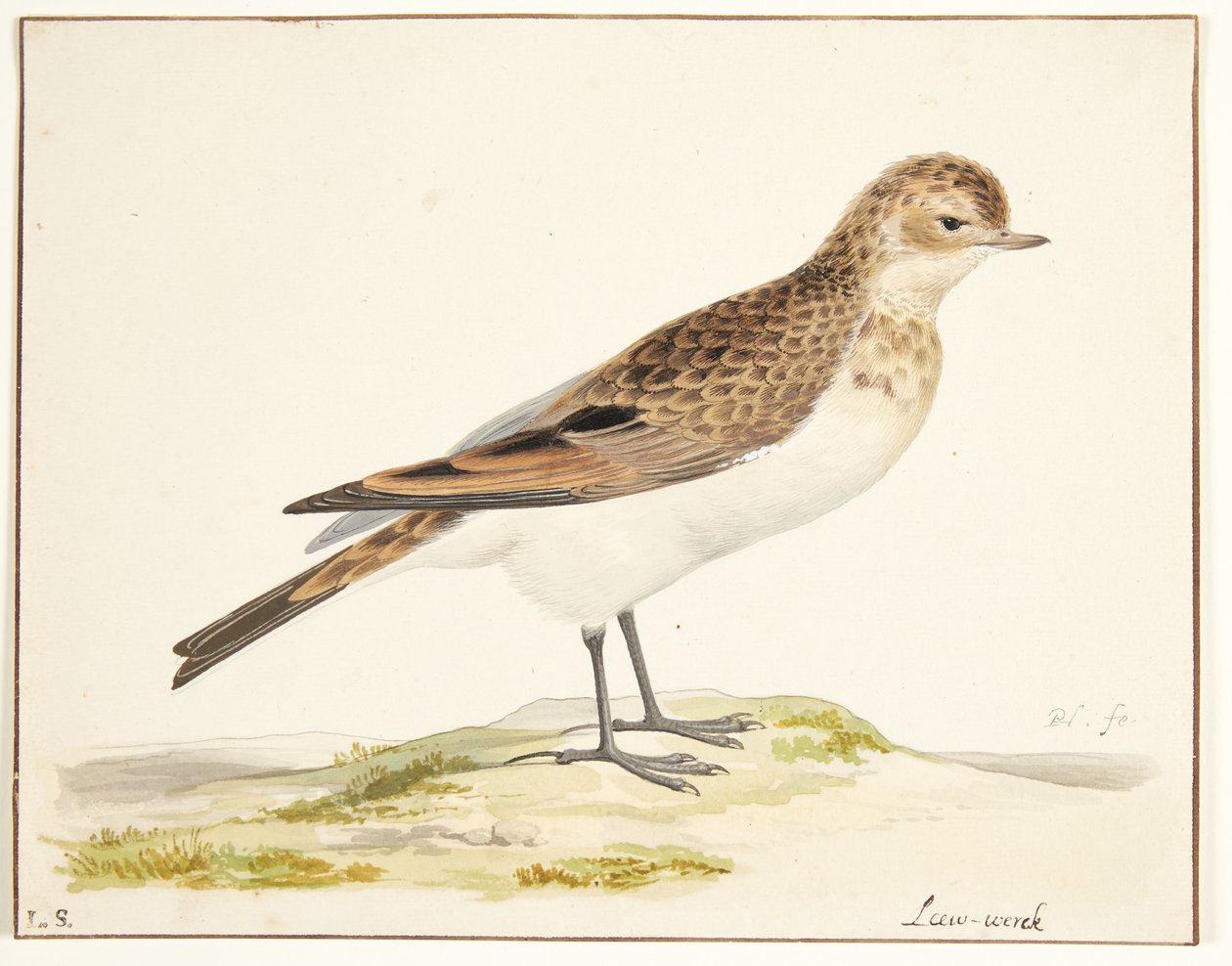 Énekes pacsirta (alauda arvensis) alkotó: Pieter Holsteijn