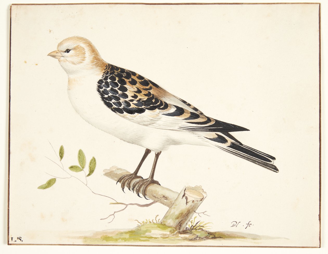 Snespurvban (plectrophenax nivalis) alkotó: Pieter Holsteijn