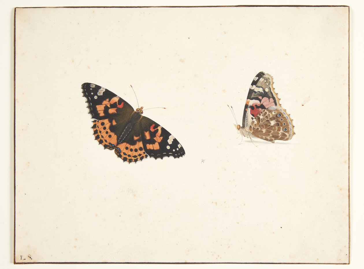 Két tanulmány egy bogáncsról (vanessa cardui l.) alkotó: Pieter Holsteijn