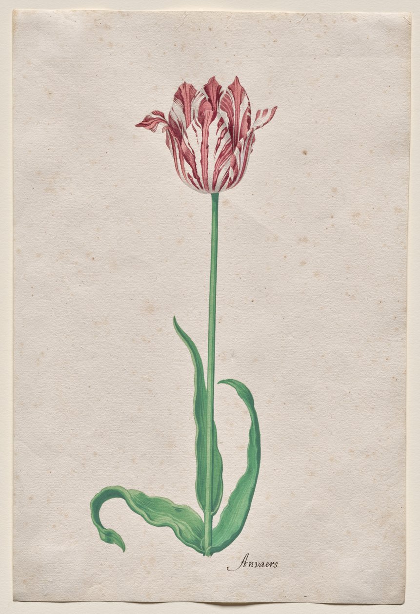 Tulipán tanulmányozása (Anvaers) alkotó: Pieter Holsteyn II