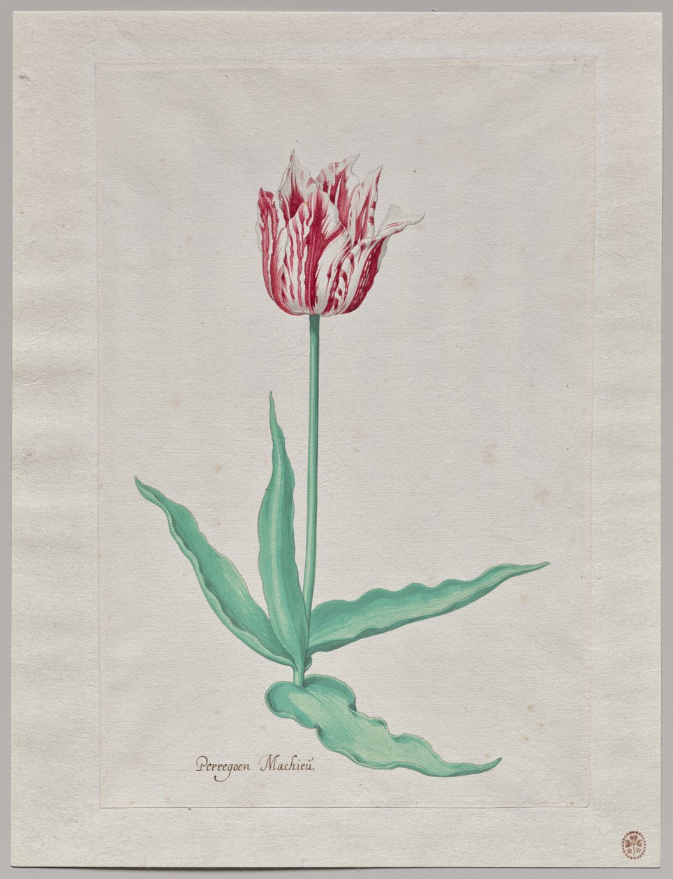 Egy tulipán tanulmányozása (Perregoen Machieu) alkotó: Pieter Holsteyn II