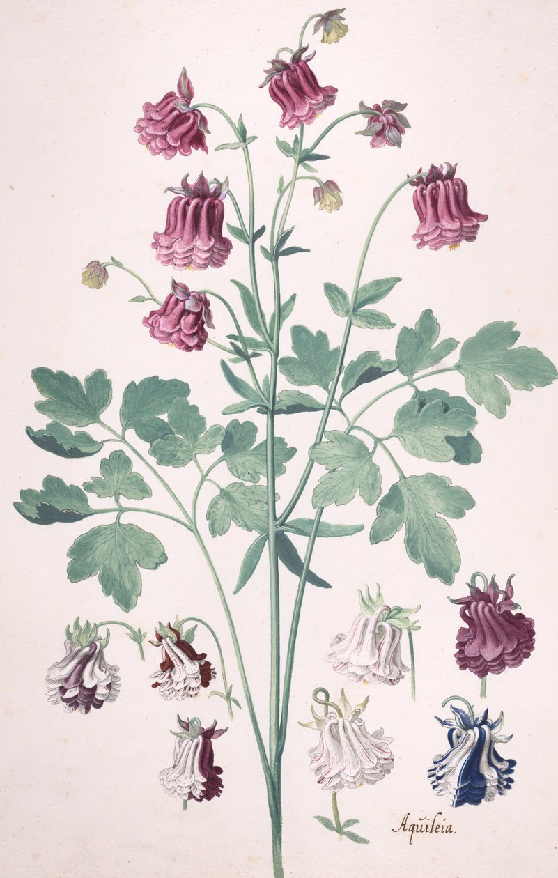 Columbine vagy Granny