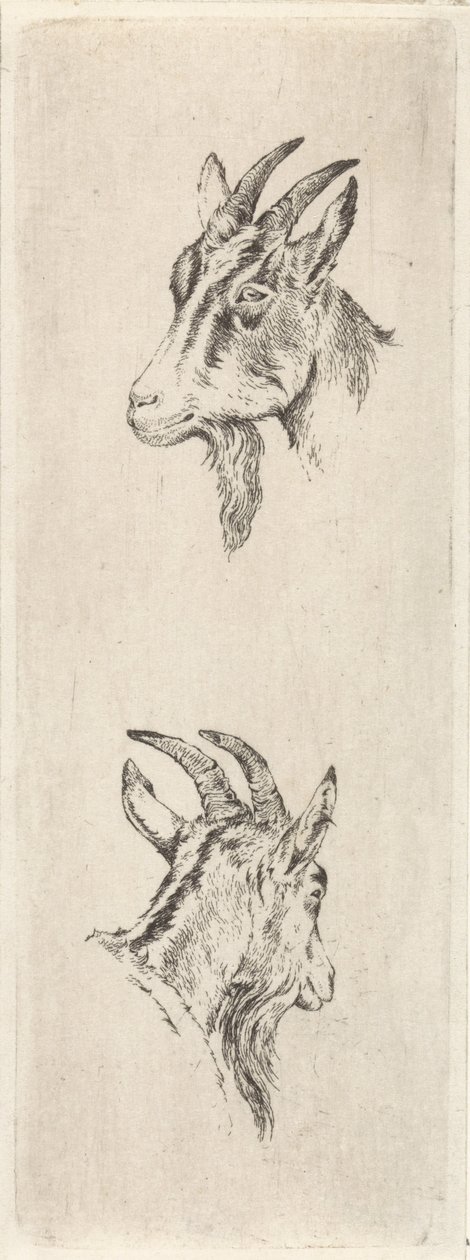 kecskefej alkotó: Pieter Janson