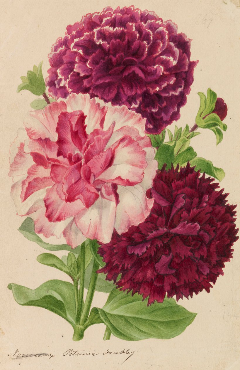 Eredetiek a kertészeti és arborisztikai kiadványokból, 1878-1881. alkotó: Pieter Joseph de Pannemaeker