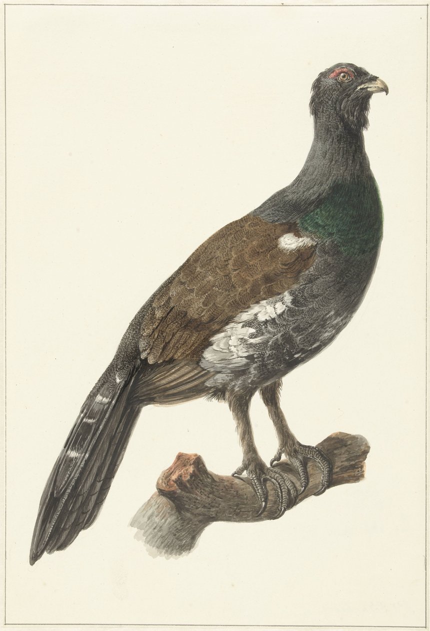 Auerhaan alkotó: Pieter Pietersz. Barbiers