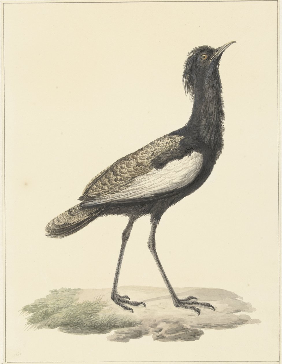 Bardatrap (Euadatis bengalensis / Haubropsis bengalensis) alkotó: Pieter Pietersz. Barbiers