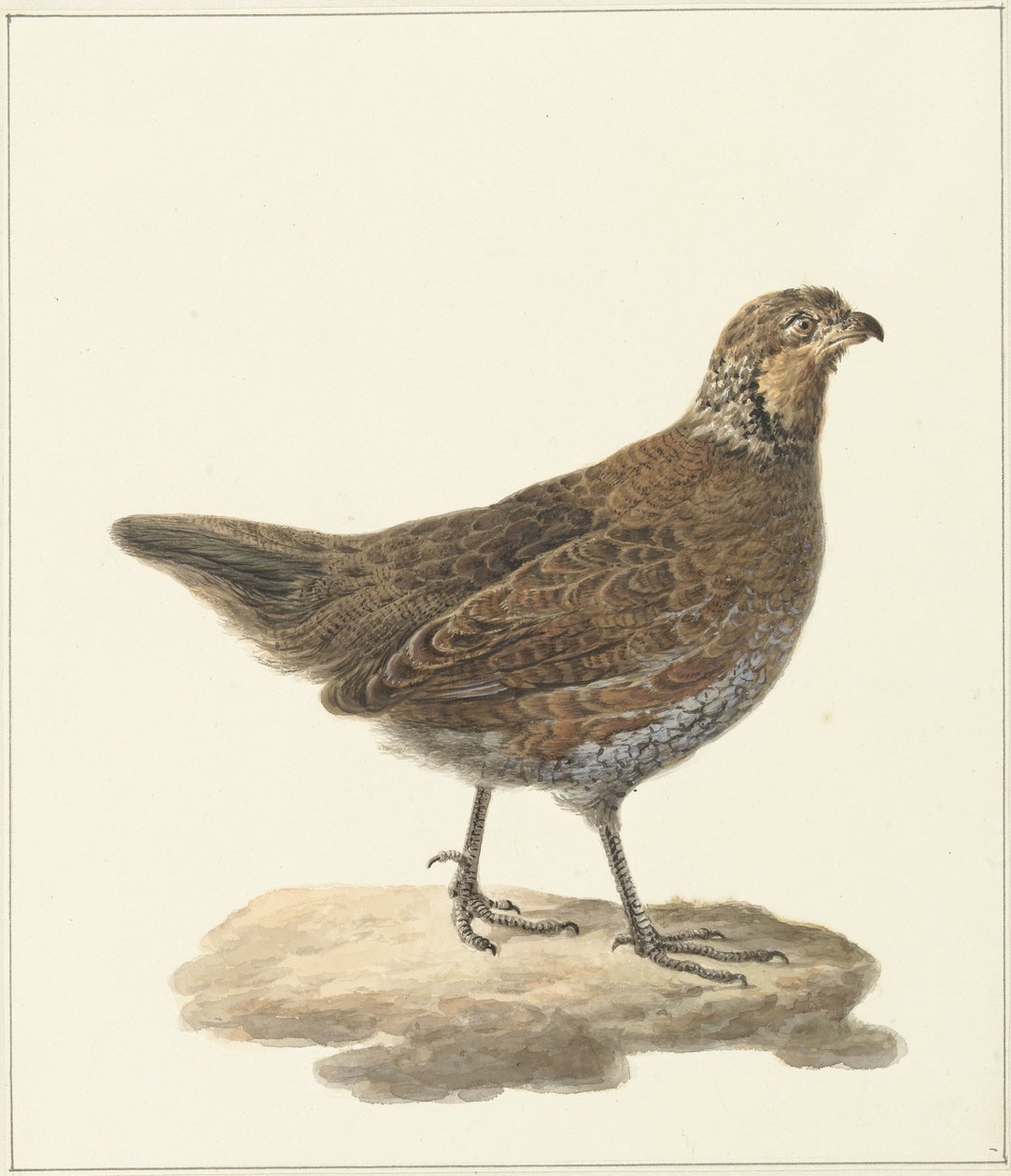 Bobwhite (Colinus virginianus) alkotó: Pieter Pietersz. Barbiers