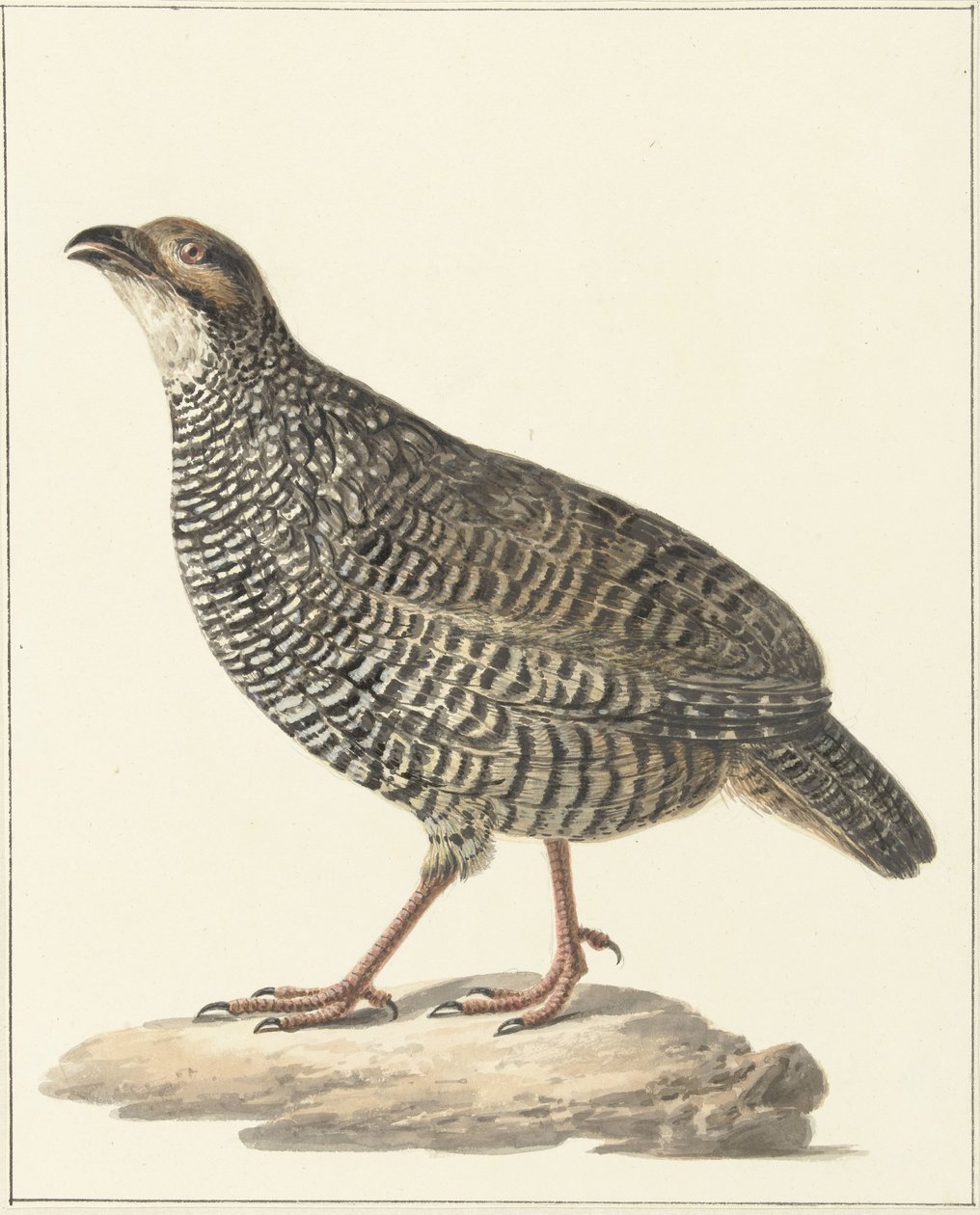 kínai frankolin (Excalfactoria chinensis) alkotó: Pieter Pietersz. Barbiers
