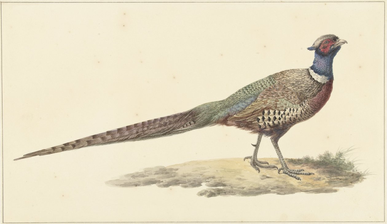 Fácán alkotó: Pieter Pietersz. Barbiers