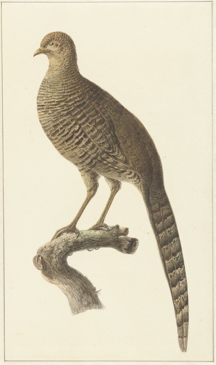 Goudfazant, tyúk alkotó: Pieter Pietersz. Barbiers