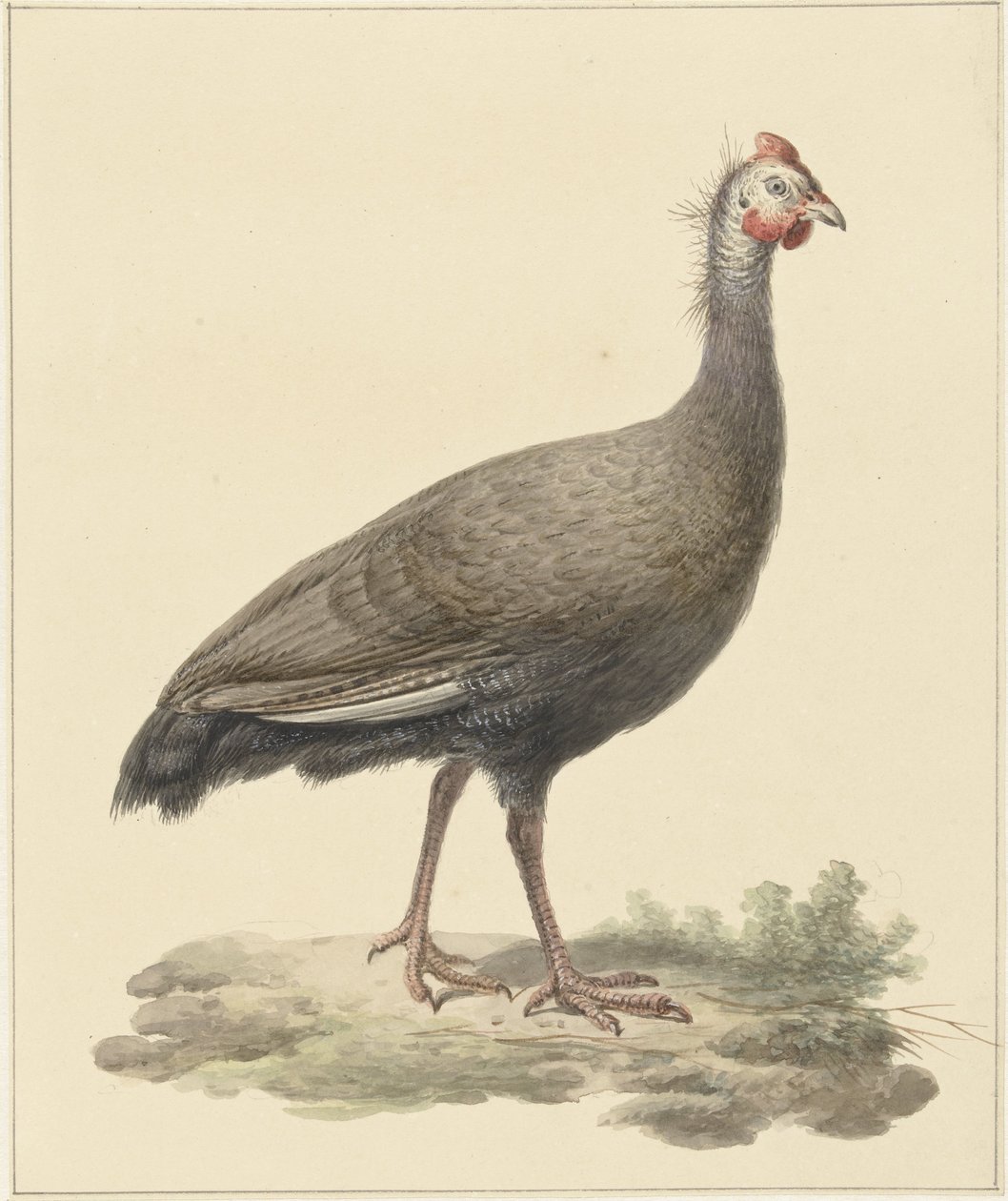Helmparelhoen alkotó: Pieter Pietersz. Barbiers