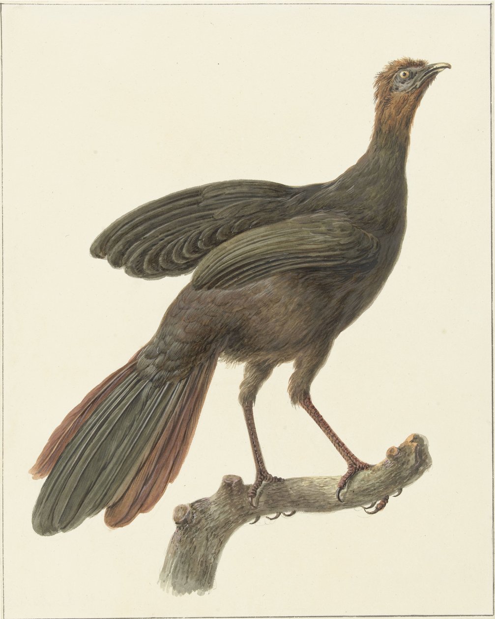 Kuifsjakohoen (Penelope purpurascens) alkotó: Pieter Pietersz. Barbiers