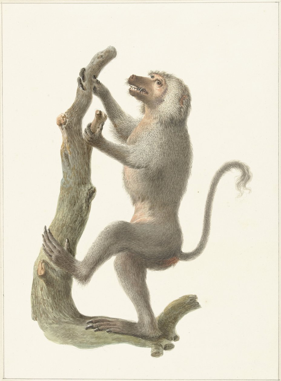 palástpávián alkotó: Pieter Pietersz. Barbiers