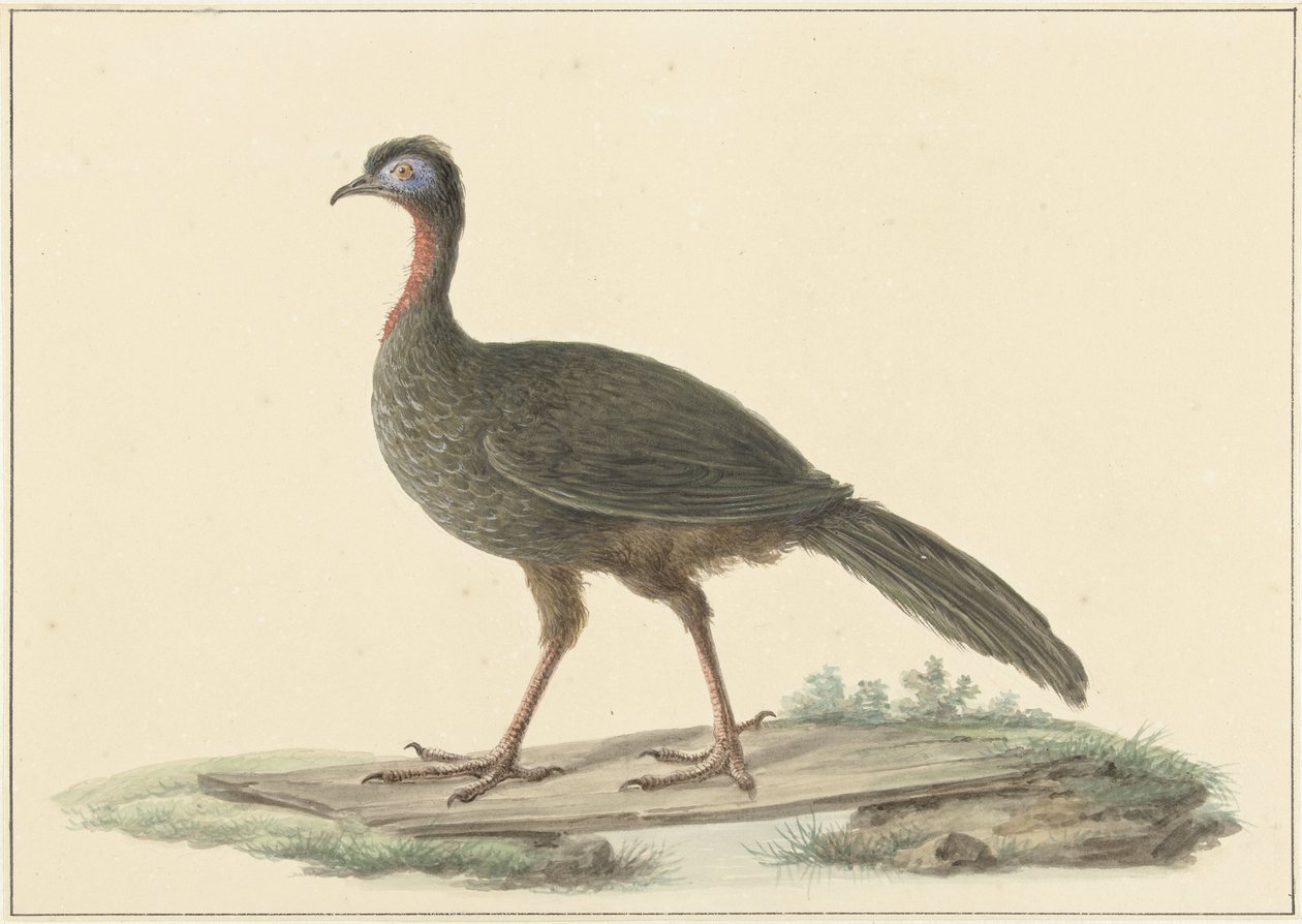 Marailsjakohoen (Penelope marail) alkotó: Pieter Pietersz. Barbiers