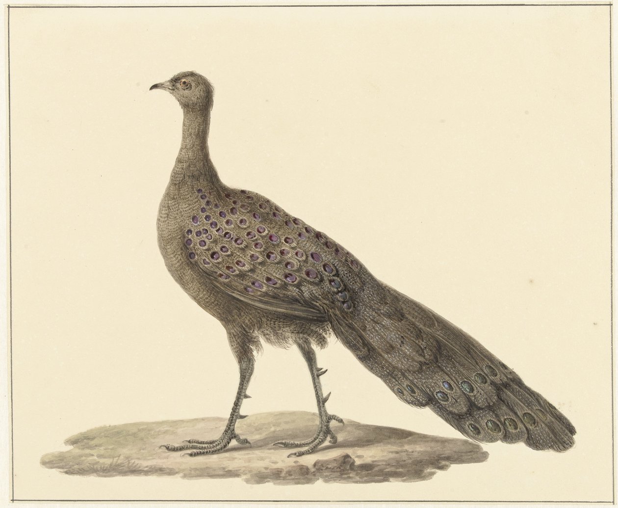 Spiegelpauw alkotó: Pieter Pietersz. Barbiers