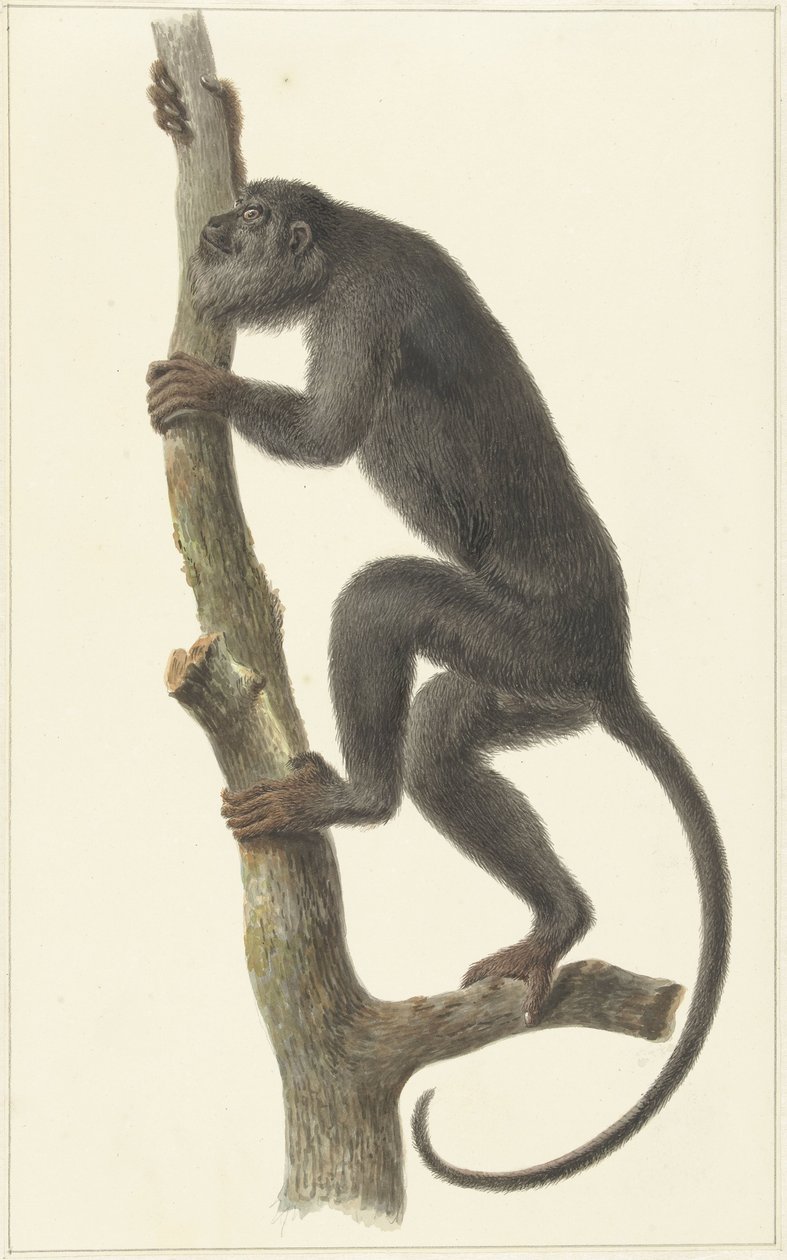 Fekete üvöltő majom (Paraguay) alkotó: Pieter Pietersz. Barbiers
