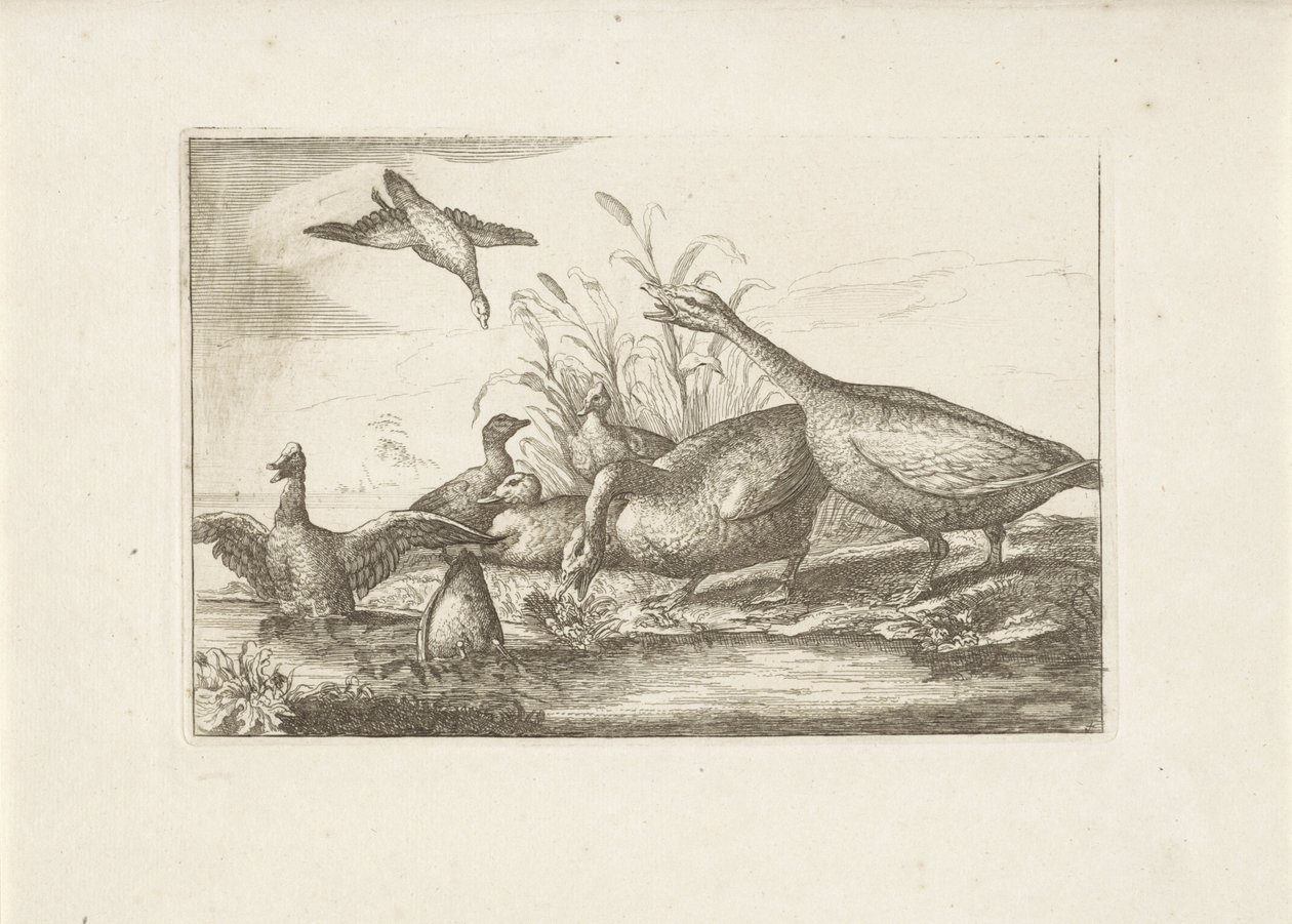 Eenden en ganzen Különböző madarak (sorozat címe) Különböző madarak legtökéletesebb figurái (...) (sorozat címe) alkotó: Pieter Schenk (I) (attributed to)