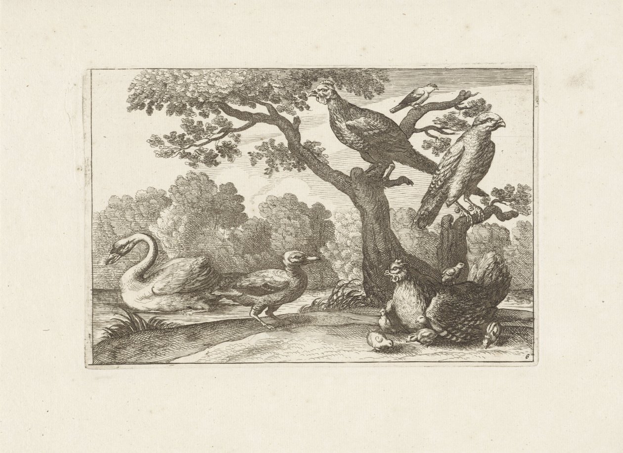Kip met kuikens en andere vogels Különböző madarak (sorozat címe) Különböző madarak legtökéletesebb figurái (...) (sorozat címe) alkotó: Pieter Schenk (I) (attributed to)