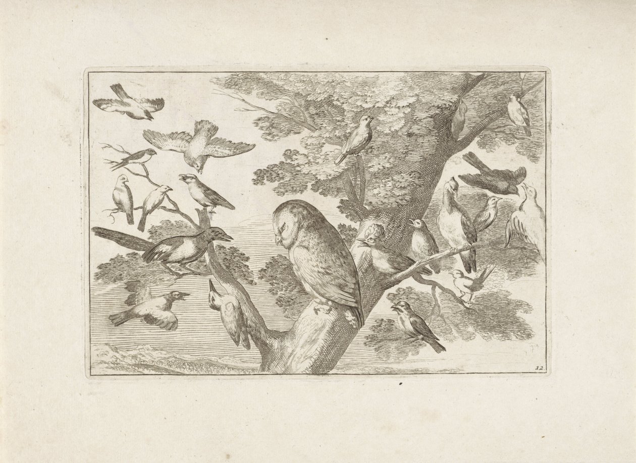 Uil en andere vogels in boom Különböző madarak (sorozat címe) Különböző madarak legtökéletesebb figurái (...) (sorozat címe) alkotó: Pieter Schenk (I) (attributed to)
