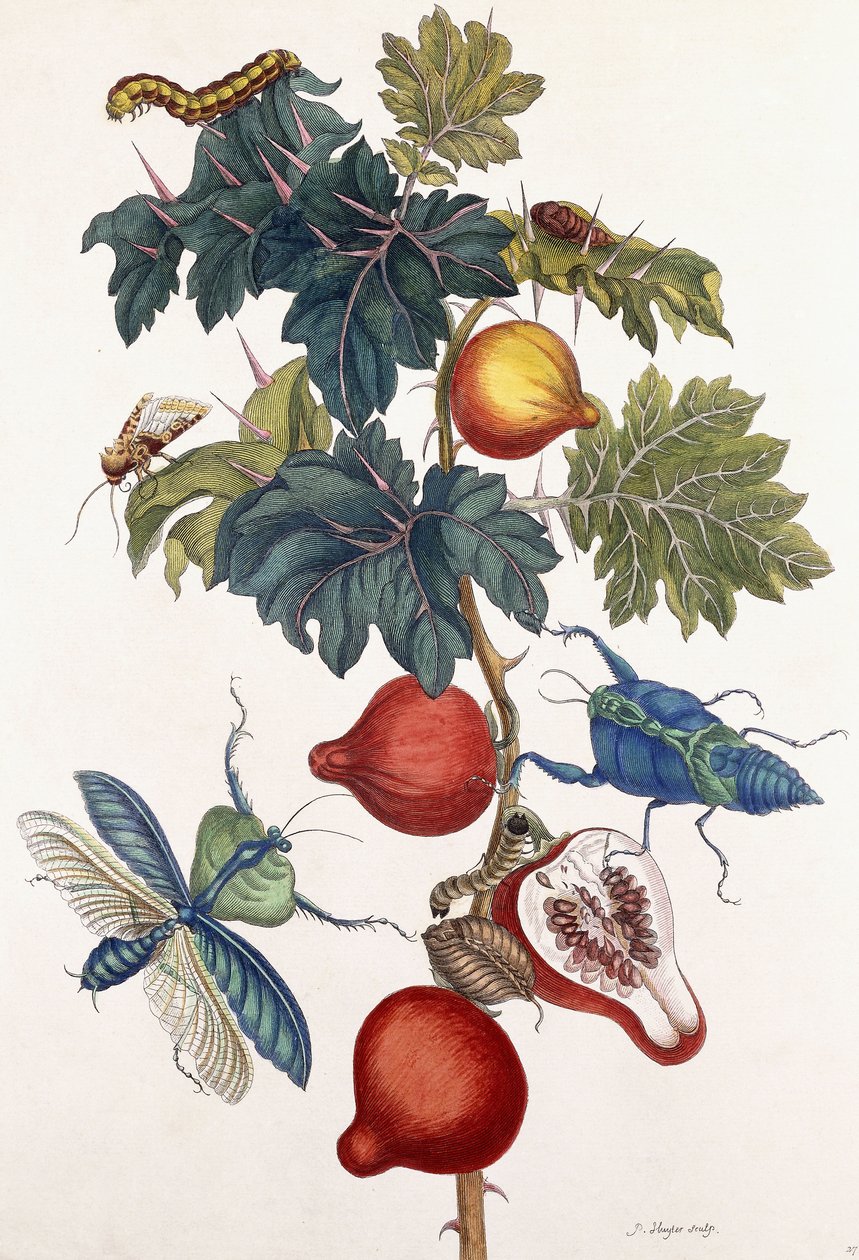 Különféle rovarok metamorfózisa, 1726 alkotó: Pieter Sluiter or Sluyter