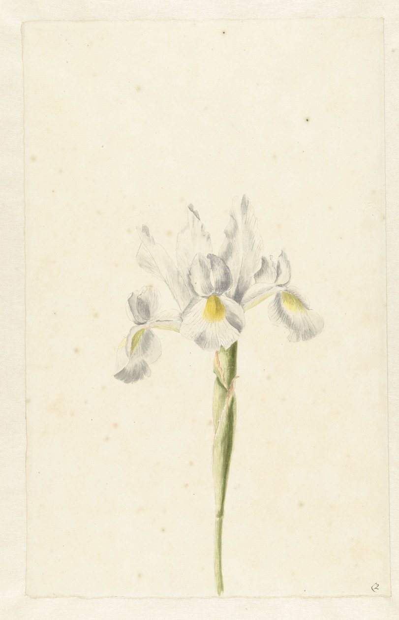 Fehér írisz (Iris albicans) alkotó: Pieter Withoos (circle of)