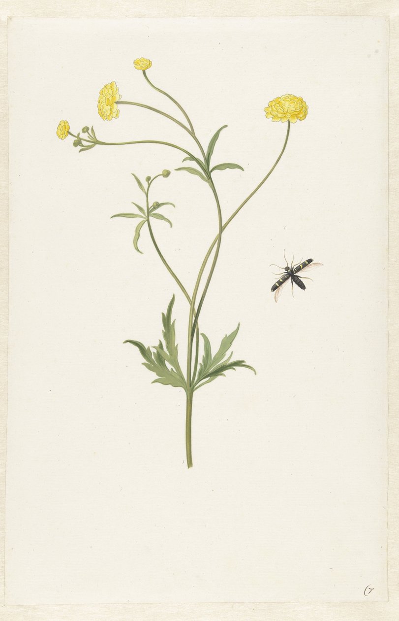 Dupla sárga ranunculus és rovar alkotó: Pieter Withoos (possibly)