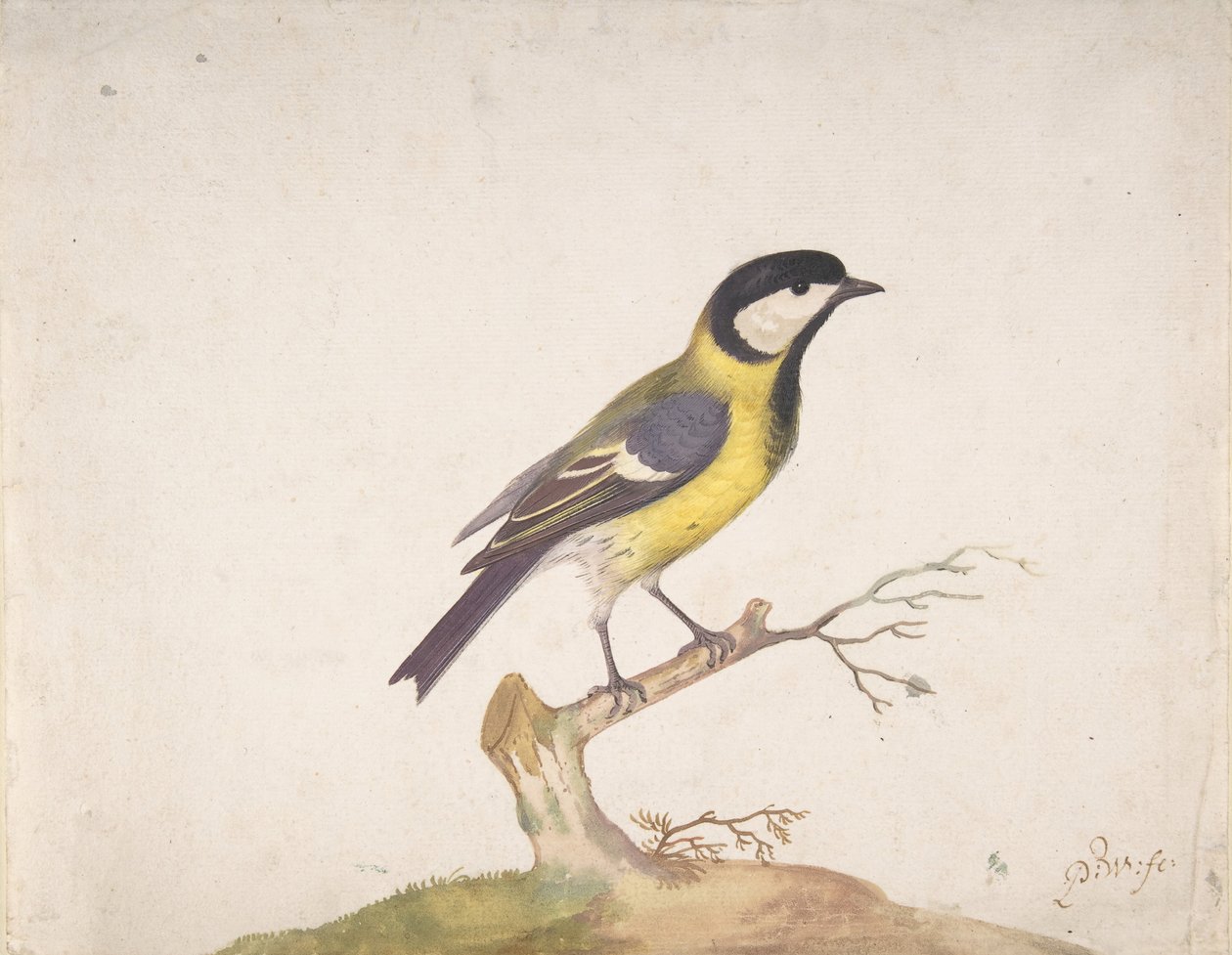 Egy széncinege Parus major egy ágon ülve, 1670-93. alkotó: Pieter Withoos