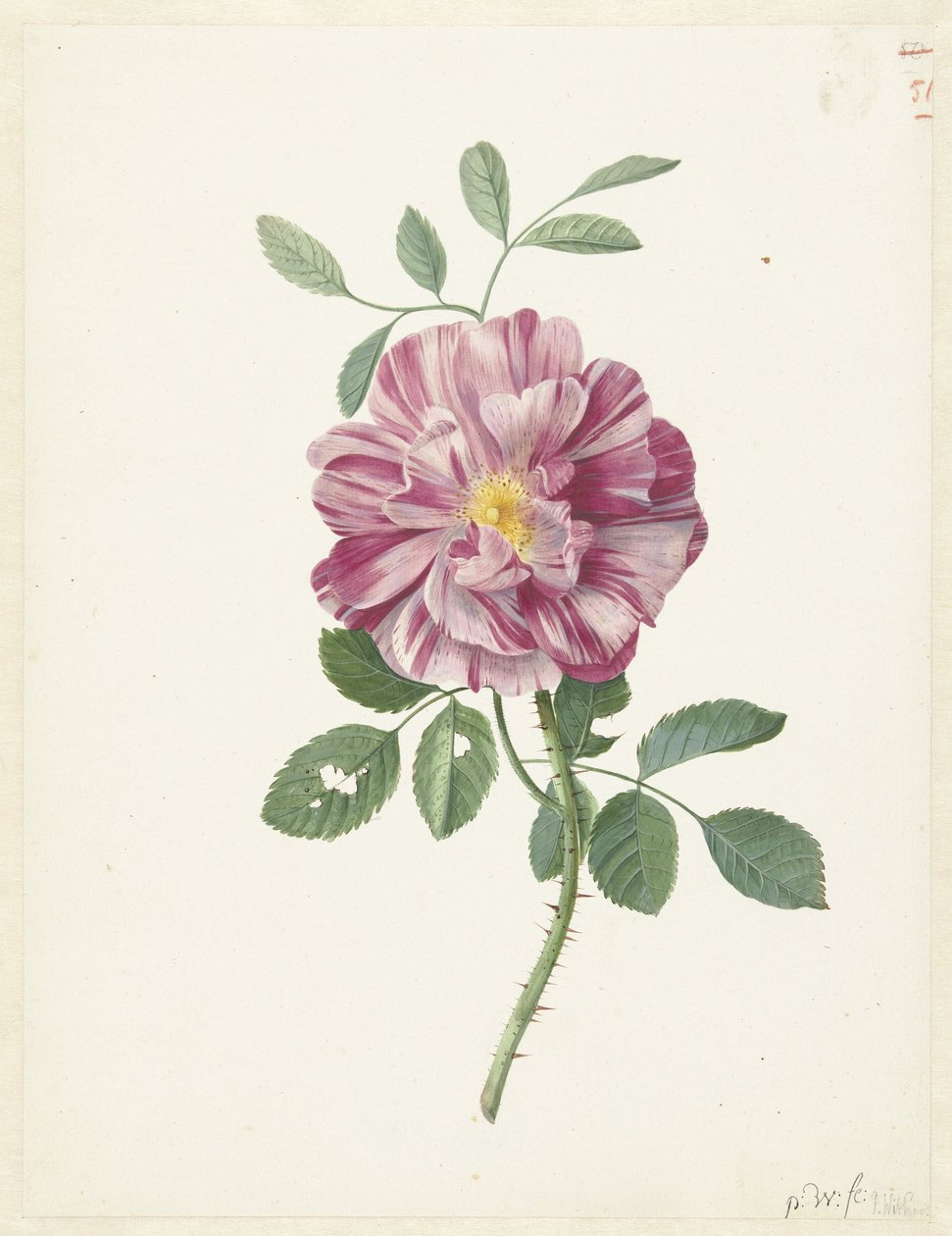 Gallic Rose (Rosa gallica L. 