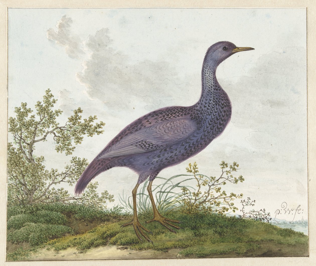 Spotted Crake (Porzana porzana) ? alkotó: Pieter Withoos