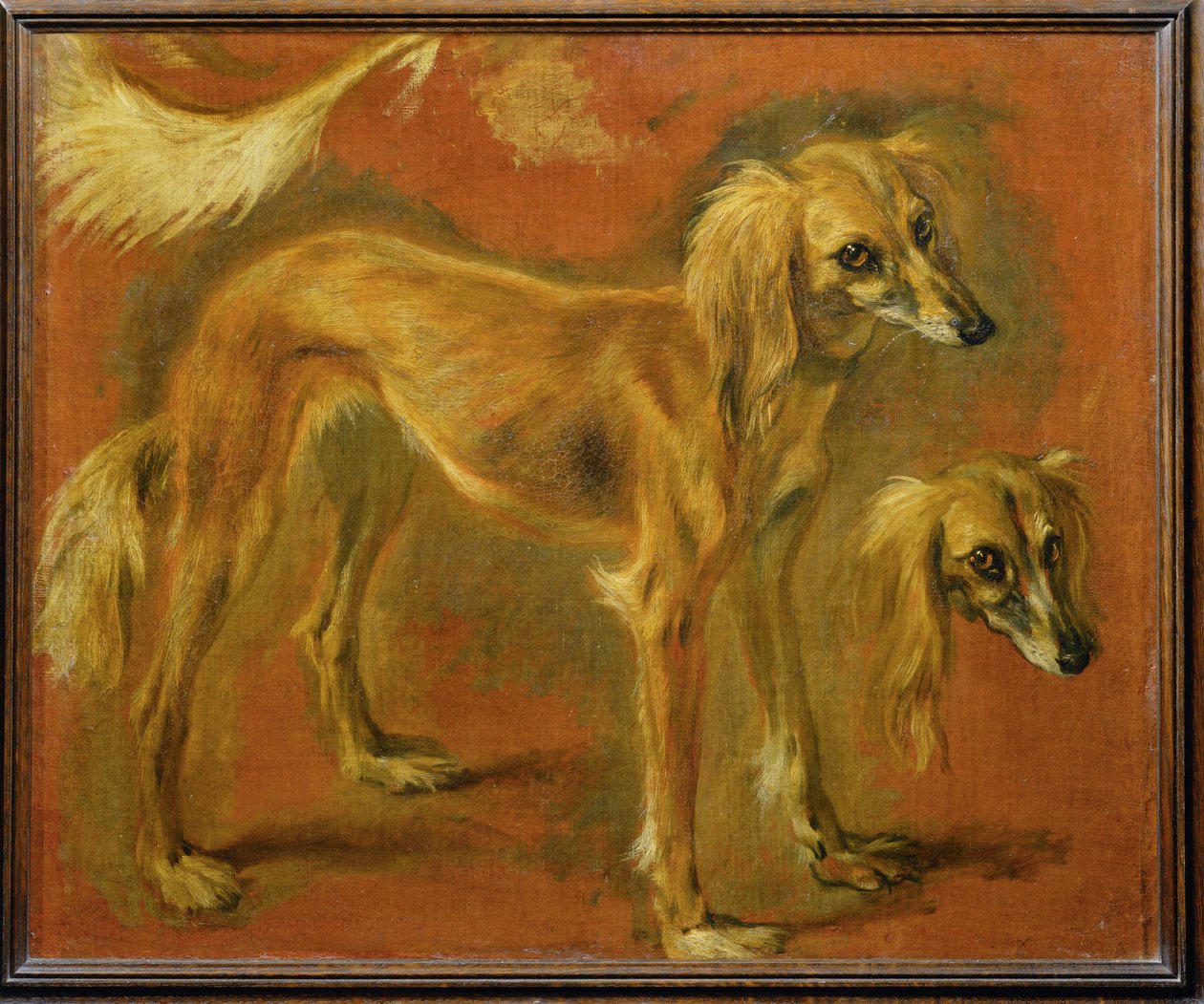 A greyhound (festmény vászonra) alkotó: Pieter or Peter Boel