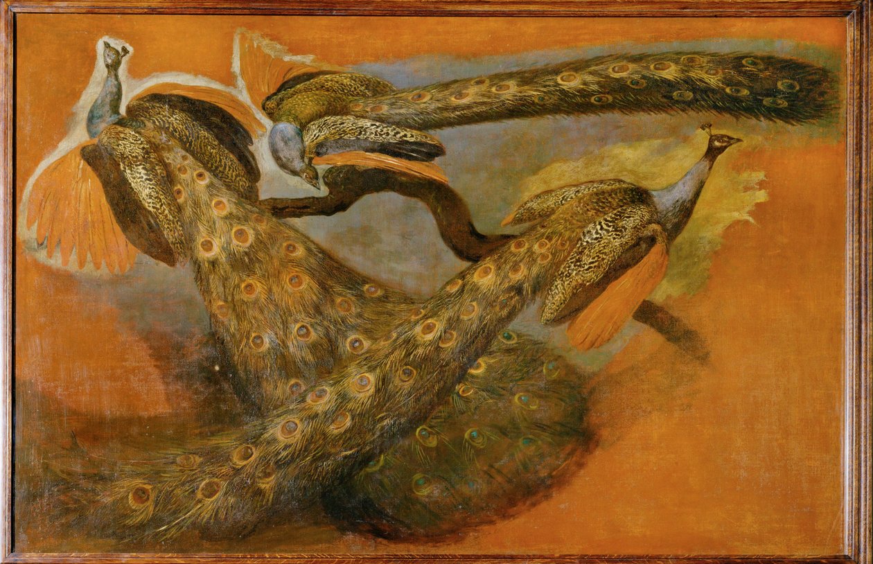 Három páva (festmény vászonra) alkotó: Pieter or Peter Boel