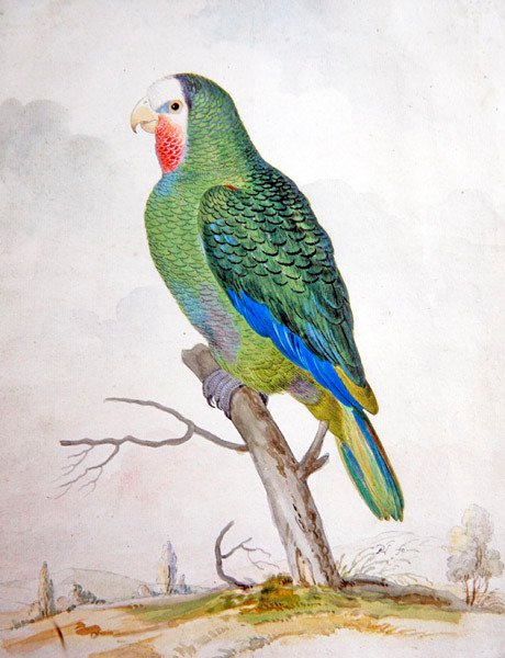 Papagáj egy tájképben (gouache tollal és fekete tussal) alkotó: Pieter the Younger Holsteyn
