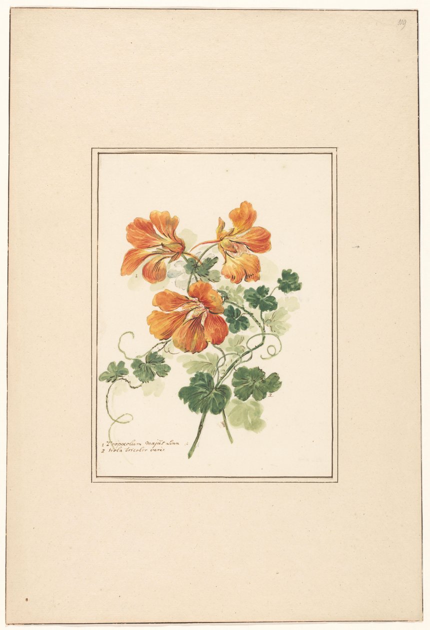 Tropaeolum és ibolya ágai alkotó: Pieter van Loo (attributed to)