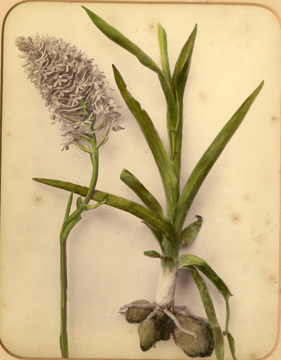 Virágok és hagyma, 1870-es évek (albumnyomat) alkotó: Pietro Guidi