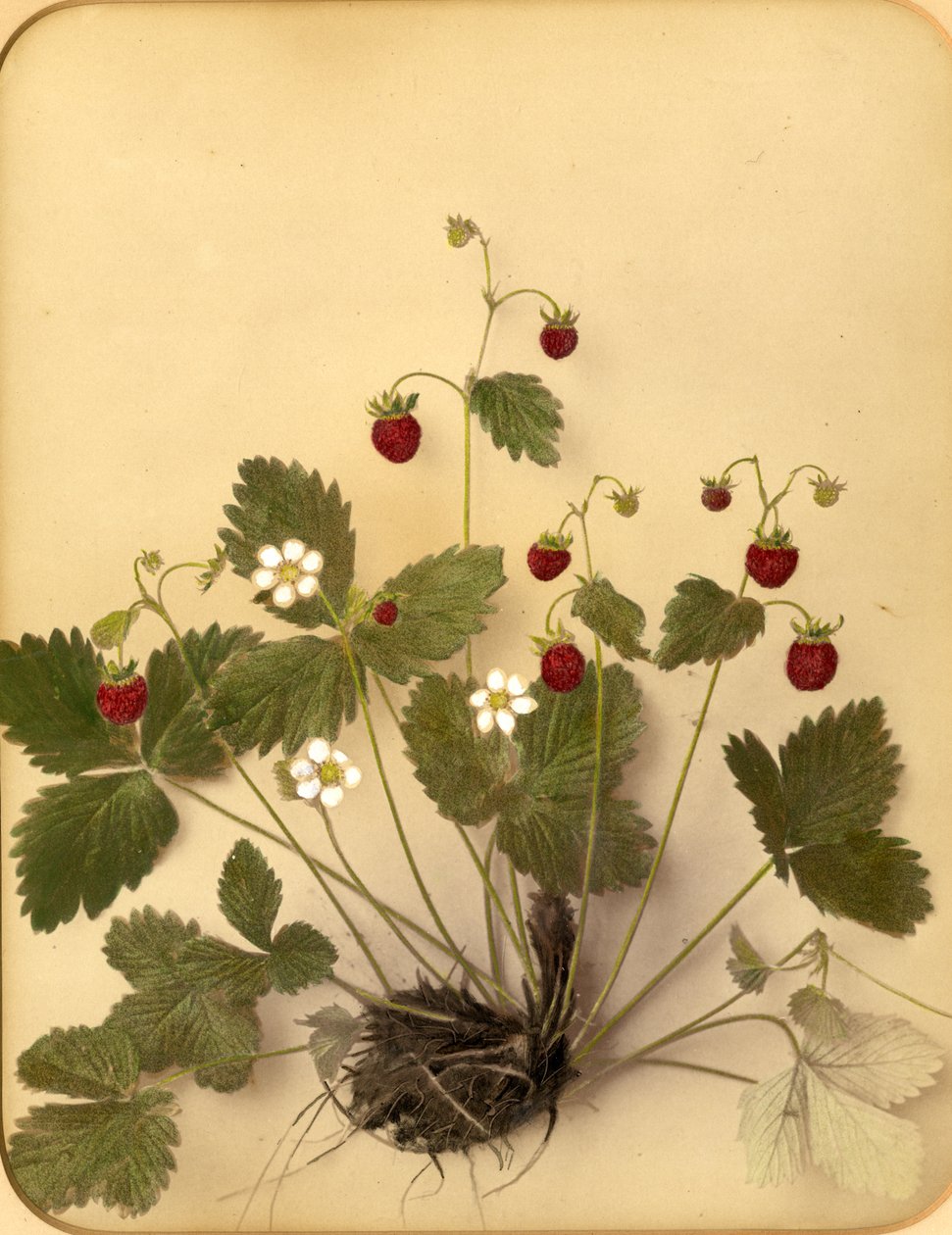 Vadeper virágok, 1870-es évek (albumnyomat) alkotó: Pietro Guidi