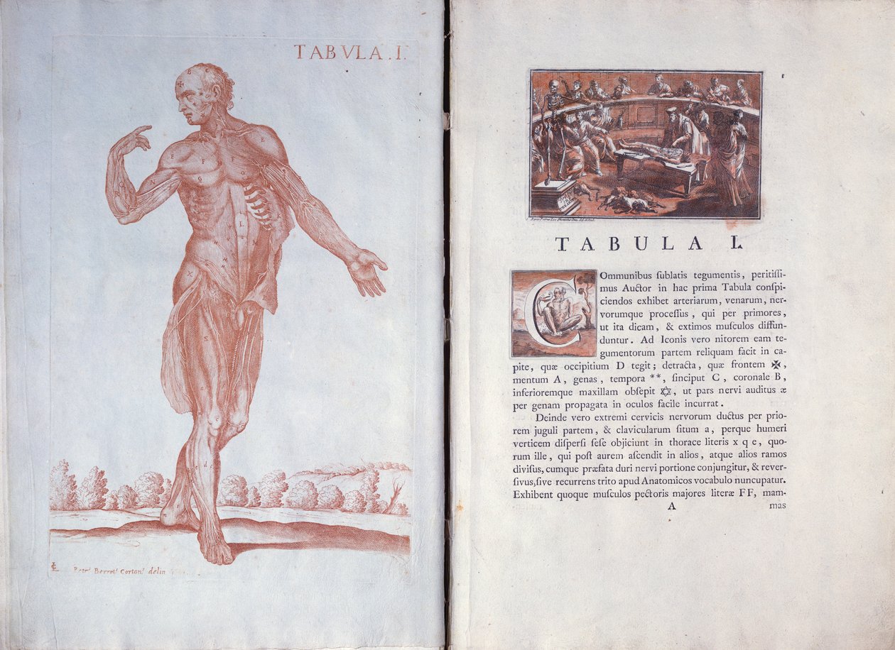 1. tábla a „The Anatomical Tables”-ból, Róma, 1788 alkotó: Pietro da Cortona