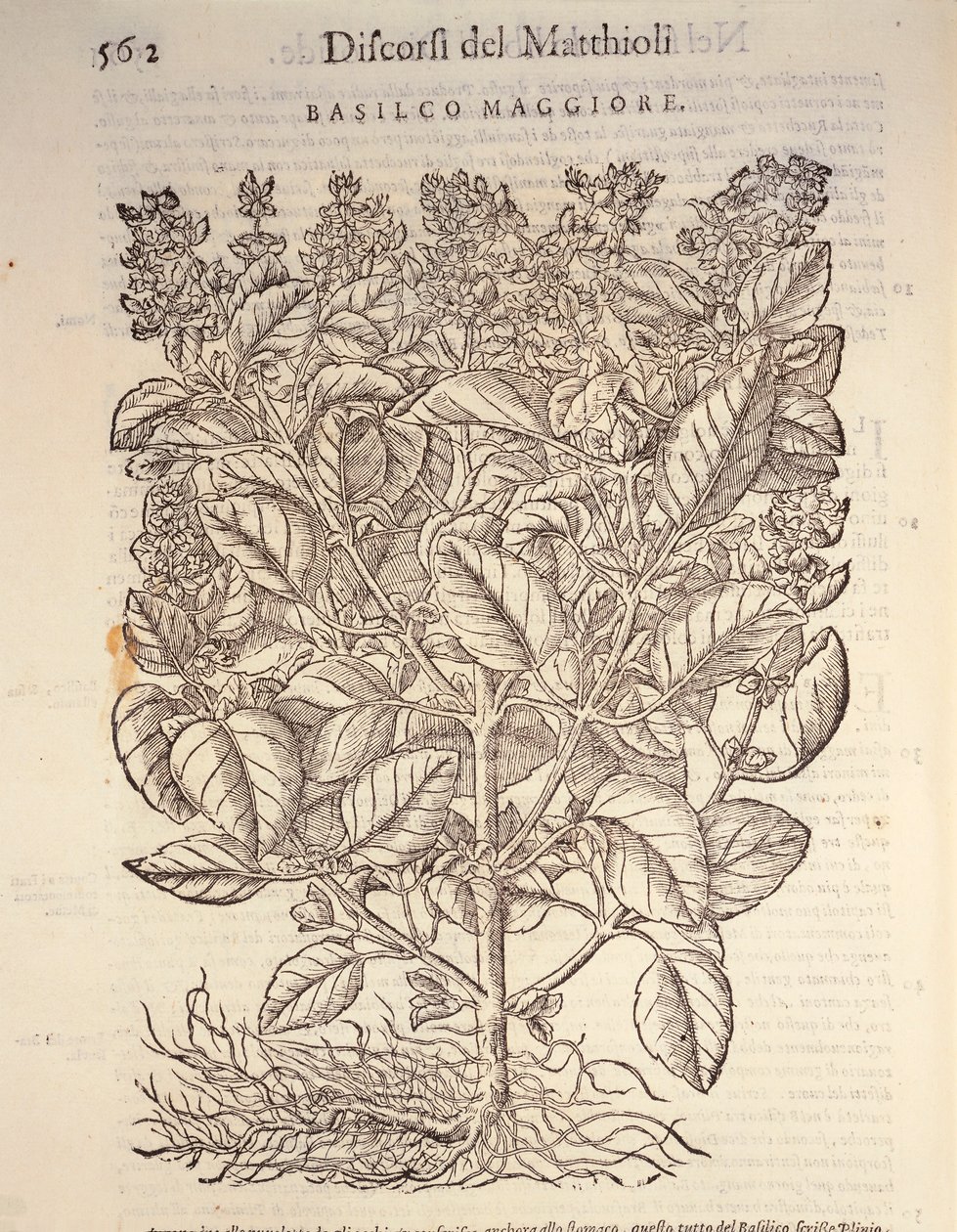 Bazsalikom (ocymum basilicum), Pier Andrea Mattioli metszete alkotó: Pietro Andrea Mattioli