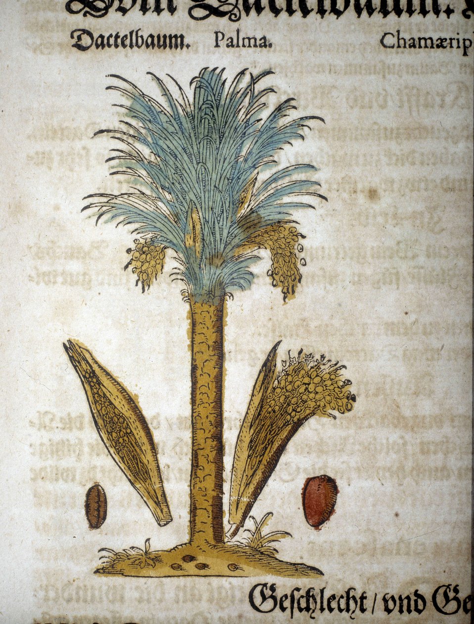 Botanikai tábla: Pálmafa datolyával - „” herbarium mattioli”-ban”. alkotó: Pietro Andrea Mattioli