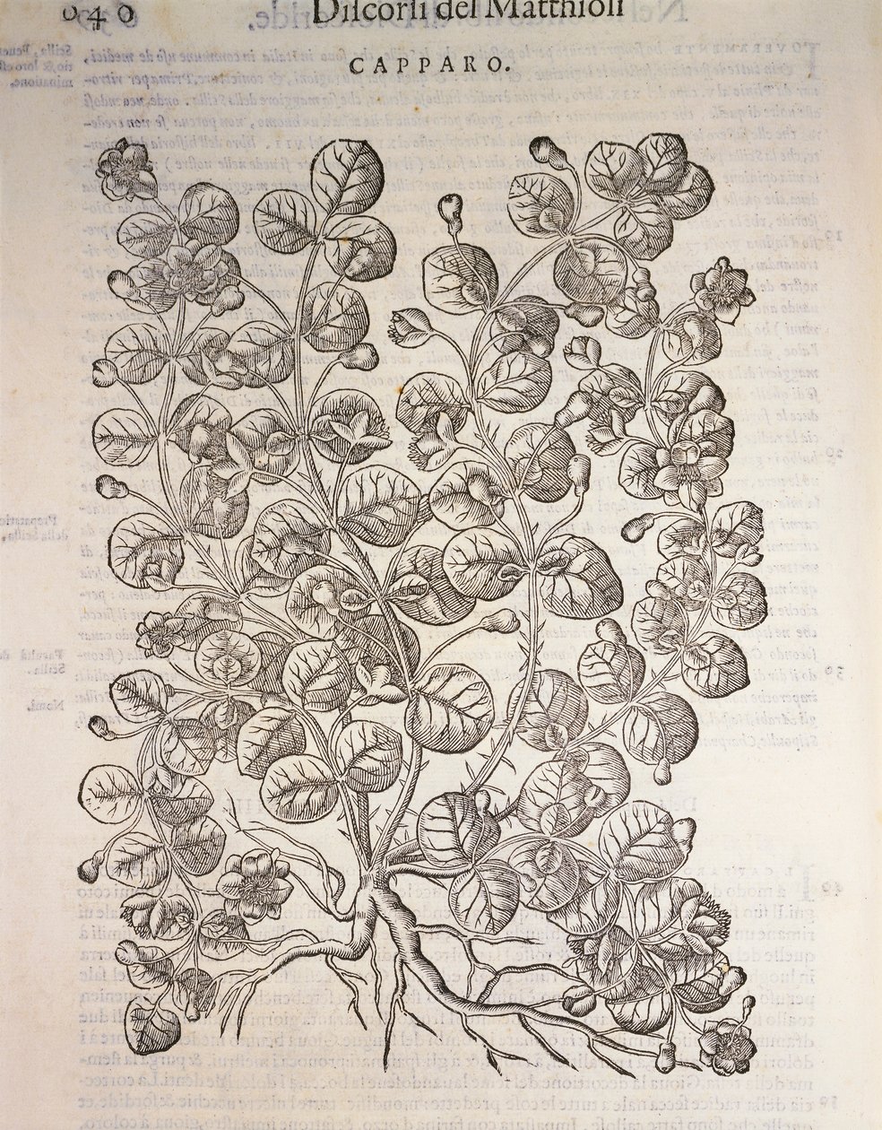 Kapribogyó (Capparis spinosa), Pier Andrea Mattioli metszete alkotó: Pietro Andrea Mattioli