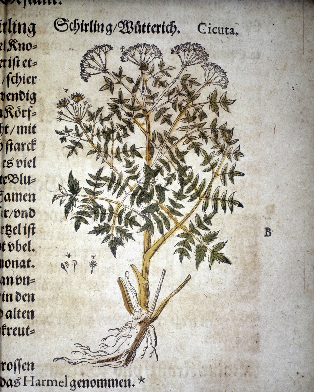 Bürök – A Mattioli Herbáriumban. alkotó: Pietro Andrea Mattioli