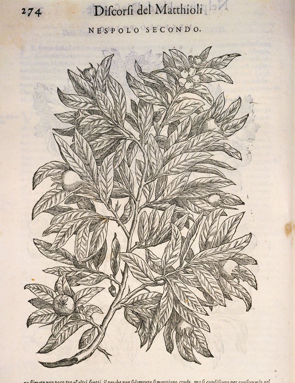 Közönséges naspolya (Mespilus germanica), Pier Andrea Mattioli metszete alkotó: Pietro Andrea Mattioli