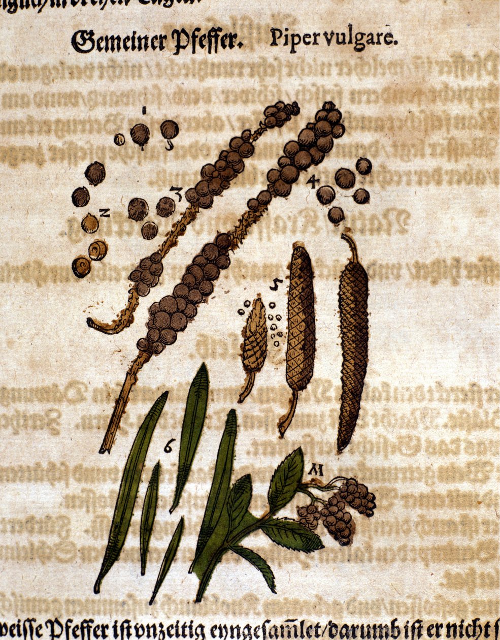 Közönséges bors. Metszet - „” Kreutterbuch Dess magasan tanult és jól ismert Mr. D. Petri Andreae Matthioli”-ban, Pietro Andrea Mattioli (Matthiole) (1500-1577). Frankfurt alkotó: Pietro Andrea Mattioli