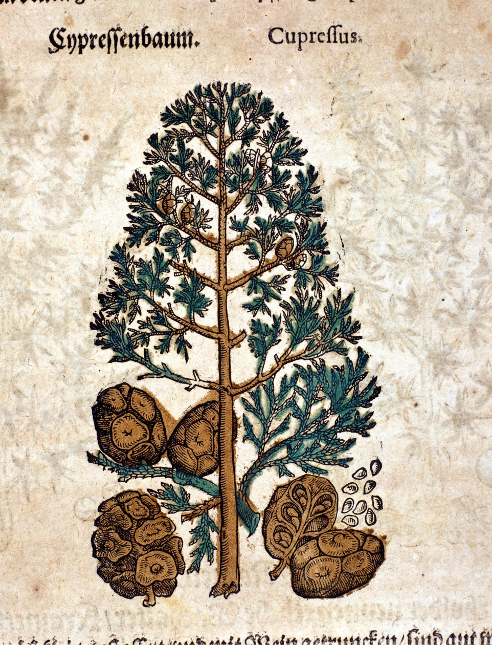 Cyber ​​kúp. Metszet - „” Kreutterbuch Dess magasan tanult és jól ismert Mr. D. Petri Andreae Matthioli”-ban, Pietro Andrea Mattioli (Matthiole) (1500-1577). Frankfurt alkotó: Pietro Andrea Mattioli