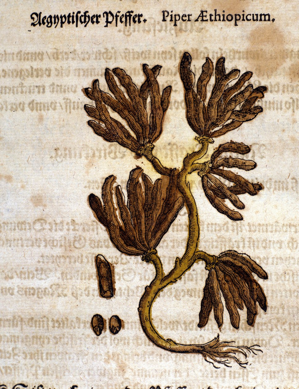 Etiópia bors. Metszet - „” Kreutterbuch Dess magasan tanult és jól ismert Mr. D. Petri Andreae Matthioli”-ban, Pietro Andrea Mattioli (Matthiole) (1500-1577). Frankfurt alkotó: Pietro Andrea Mattioli