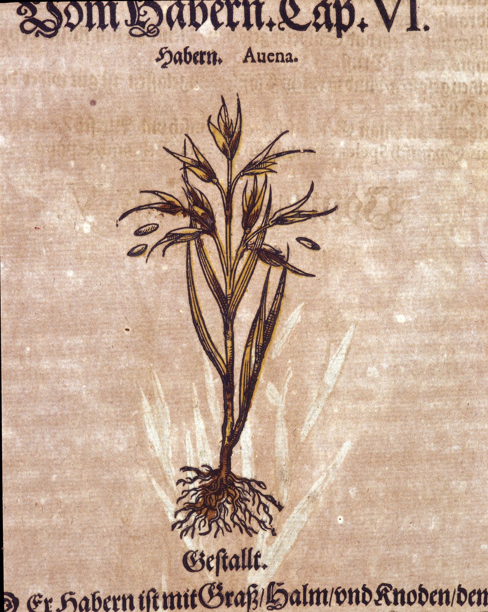 Herbárium: zab. Metszet - a „” Kreutterbuch Dess magasan tanult és jól ismert Mr. D. Petri Andreae Matthioli”-ban, Pietro Andrea Mattioli (Matthiole) alkotó: Pietro Andrea Mattioli