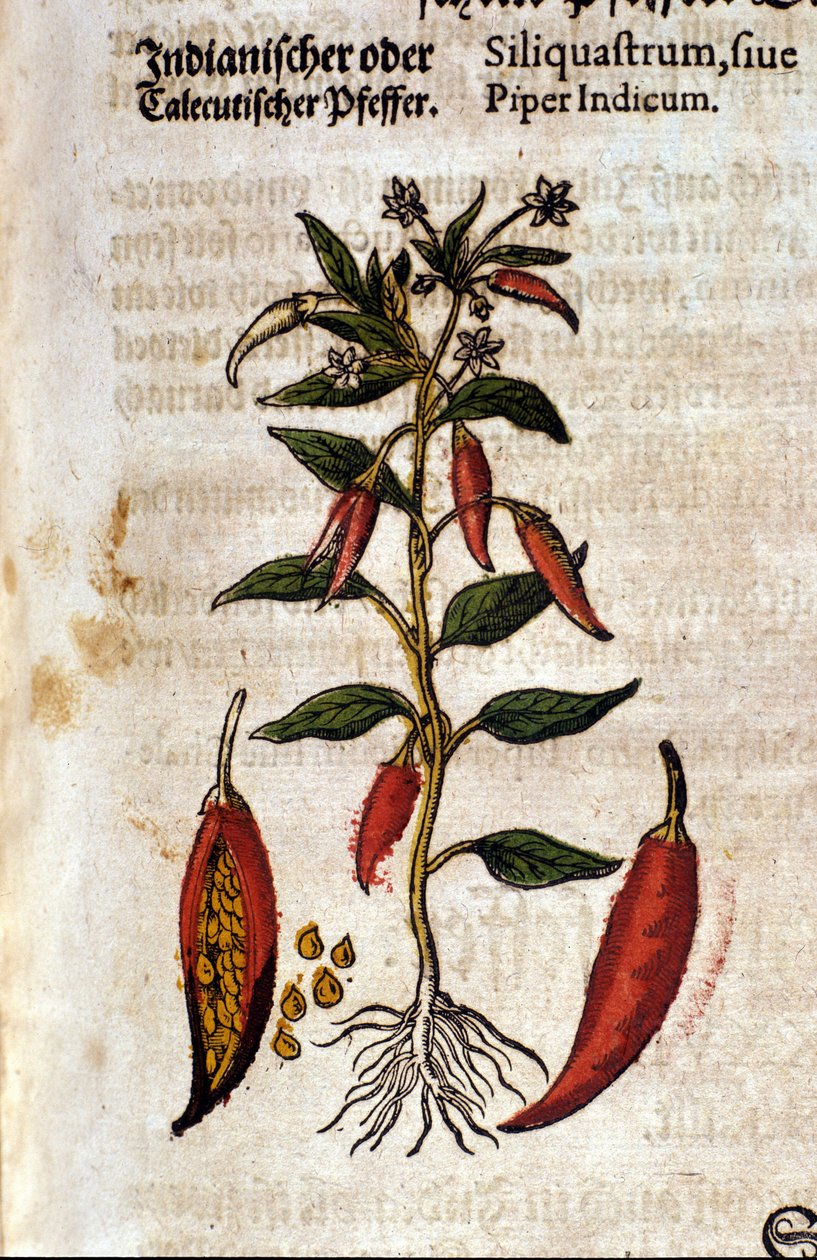 indiai bors. Metszet - „” Kreutterbuch Dess magasan tanult és jól ismert Mr. D. Petri Andreae Matthioli”-ban, Pietro Andrea Mattioli (Matthiole) (1500-1577). Frankfurt alkotó: Pietro Andrea Mattioli