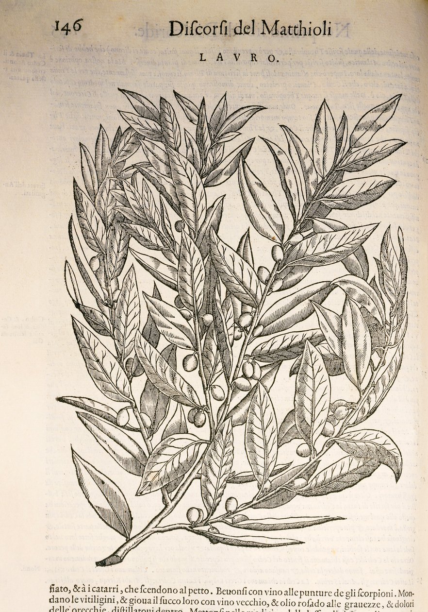 Laurel (Laurus), Pier Andrea Mattioli metszete alkotó: Pietro Andrea Mattioli
