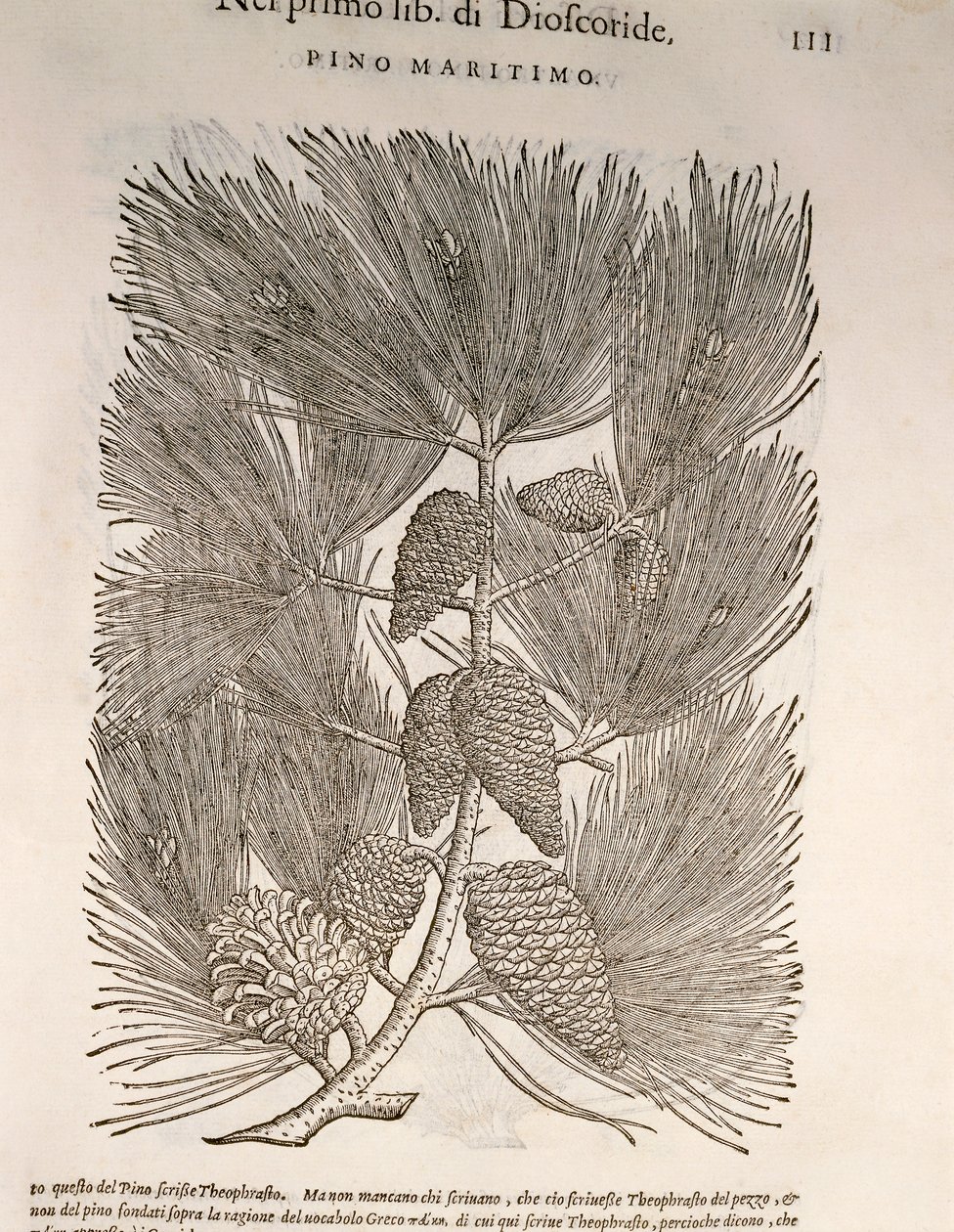 Tengeri fenyő (Pinus pinaster), Pier Andrea Mattioli metszete alkotó: Pietro Andrea Mattioli